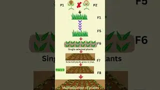 Bulk selection method in plant breeding #feedshorts #agriculture #plantbreeding #notes