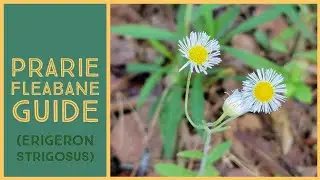 Prairie Fleabane: a quick identification guide
