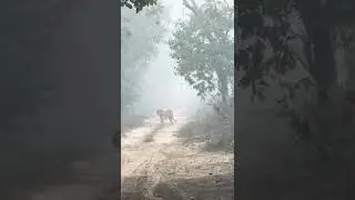 #wildlife #tigerspotted #nature #angrytiger #animals #jungle #chuka #uptourism #fog #ptr #pilibhit