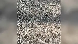Crunchy walk in the woods