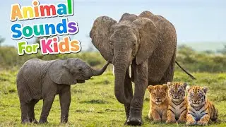 Wildlife Sounds for Kids &ndash; Funny Animal Sounds & Baby Animals