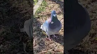 Pigeon 4K + slow motion gołąb Birds in the City #birds #citybirds #pigeonbird #pigeon