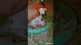 black seraji female //#baby hatching 🥚 egg