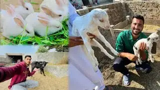 New Goats Babies Ko Bahir Nikal Dia😍