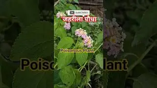 Lantana Plant Panchfuli, Ghaneri plant #farming #plants #nature #shorts