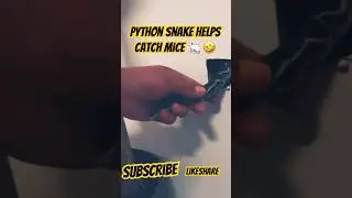 Using a snake 🐍 to catch mice at home 😮 #funny #memes #pestcontrol  #mice
