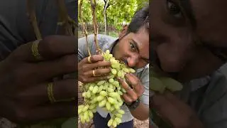 lal mirch or namak ke sath angur 🔥🔥🥵🥵 #food #kandalovers #foodlover #foodie #youtubeshorts #tomato