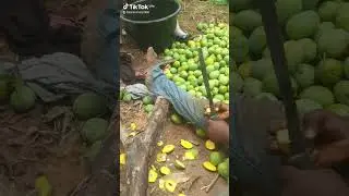 mango seedremovalprocess