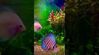 Community Aquarium ( Discus, Rummy nose tetra, Pencil Tetra, x ray tetra, Amano shrimp, ghost Shirmp