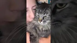 Cats Revenge on Humans edit #cat #funnycats #meme #funny