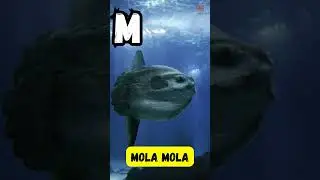 ABC Sea Creatures 🌊 | Fun Alphabet for Kids | #abcd #kids #shorts #viralvideo #learning