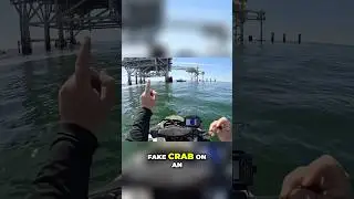 These Fish Can&rsquo;t Resist THIS Fake Crab!!
