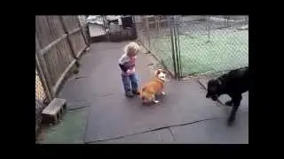 Sam and the vet tech's dogs.