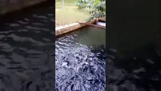 Hasil aplikasi nutricell boost farm pada ikan air tawar. Nutricell boost untuk semua jenis ternak.