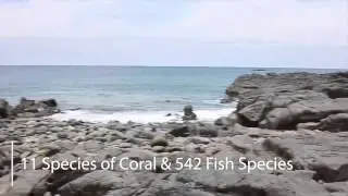 Isla Iguana Tours - Pedasi - Pedasiando.com