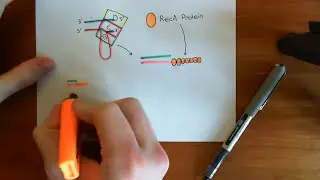 Homologous Recombination for Replication Fork Reactivation Part 2