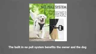 A Review of the Rabbitgoo No-Pull Dog Harness w/ Outdoor Reflective Vest for Dogs