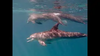 Diving with the Dolphins in Mnemba Atoll