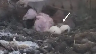 Eclosi&oacute;n de L5. Hatching of L5