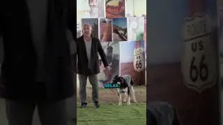 Help, My Dog Walks Me
