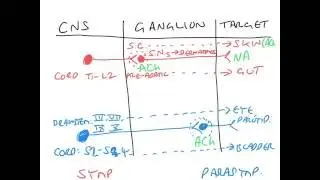 Basics of the autonomic nervous system