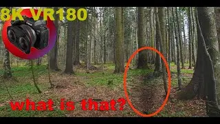 TRANSYLVANIAN FOREST home of the vampires and werewolves BRASOV ROMANIA 8K 4K VR180 3D Travel Videos
