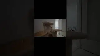 Cats Have No Chill#cutecat #funnycats #cat #viral #pets #shorts #lol #animals #germany #usa #british