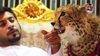 LAS MASCOTAS EX&Oacute;TICAS DE LOS MILLONARIOS DE DUBAI