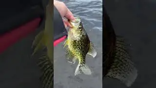 Black crappie release Peconic lake