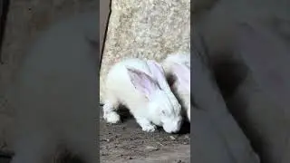 betapa besarnya cinta yang mereka miliki  ~ #shorts #rabit #smallcuteanimals