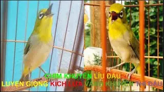 Chim khuyên líu đấu  - Kích lửa luyện giọng vành khuyên siêu hiệu quả