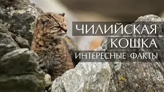 Чилийская кошка (кодкод, гуинья) - интересные факты