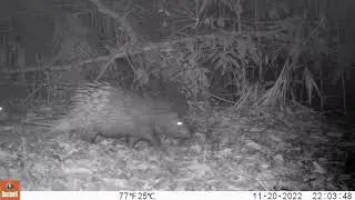 Malayan porcupine in Bukit Tigapuluh