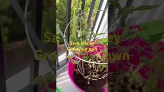 Save money, grow your own #patiogarden #moneysaver #Freevegetables #livinglifewithlavonne