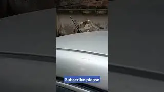 #cat #7cat #funnyanimals #viralvideo #cute #funnycats #catlover #cats62pro #babyanimals #funny