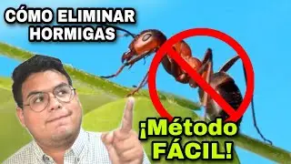 HORMIGAS: VENENO PARA LAS HORMIGAS/ COMO ELIMINAR HORMIGAS EN CASA, MÉTODO FÁCIL Y RAPIDO!