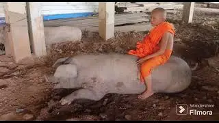 Our Monk feed pig for their pleasure 😁 🐖🐷 #pig #piglove #pets #petlover