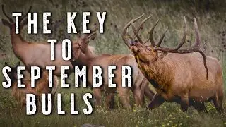 How to Find Rutting Bulls | Stop Chasing Bugles & Start Killing Elk