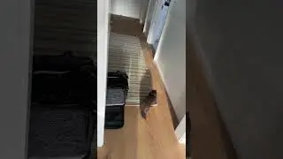 Playful Exotic Longhair Kittens in Brooklyn, New York 💕🐱 Exotic Longhair Kitten Breeder