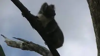 wet koala