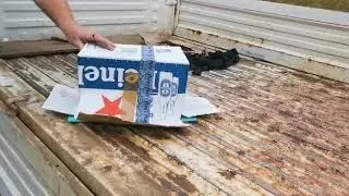 WATCH: Surprise wildlife encounter in Richards Bay