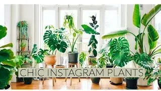 Chic Instagram Plants