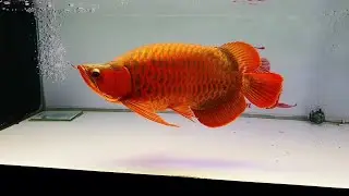 Best Types of Super Red Arowana | Beautiful Short Body Arowana