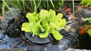 Water Lettuce in Floating Planter Pot