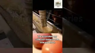 Discover How Modern Technology Produces the Freshest Eggs for Your Table!
