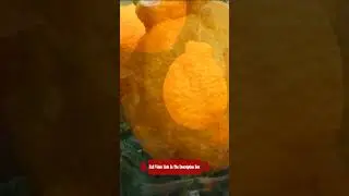 World Most Expensive Orange Fruits | Dekopon Citrus
