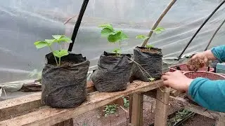 WHAT HAPPENS if we add fermented rice husks to strawberry plants?