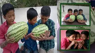 5kg Watermelon challenge |தர்பூசணிப்பழம்| Eating challenge | white cup kitchenZ