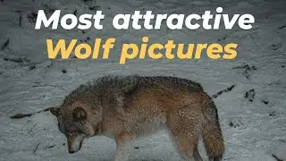 Most Attractive Wolf Pictures | Stunning Wolf Pictures | Wolf Wallpaper | awolfquote