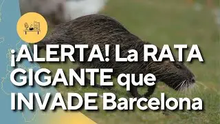 🚨 &iexcl;ALERTA ROJA! El coip&uacute; invade Barcelona: La rata gigante que est&aacute; DEVASTANDO ecosistemas